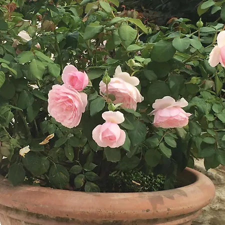 Casa Minotti Relais Farm stay