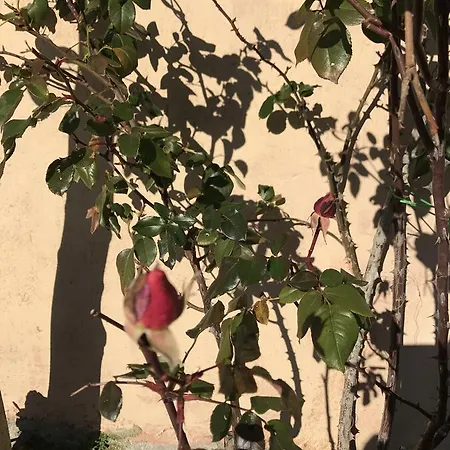 Casa Minotti Relais Κατάλυμα σε φάρμα